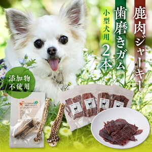 yӂ邳Ɣ[ŁzW[L[1pbNip Lpj p݂i^pj10cm 2{Zbg p Lp ybgW[L[ Y Y  쐶 R [mt1802] 10000~ 1~