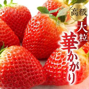 yӂ邳Ɣ[Łzys\z򕌂u؂v 12 1{`3{ɔzb C`S ʕ  t[c fU[g   嗱 ʕ  Mtg ϔ Yn  