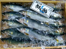 【ふるさと納税】郡上鮎 小10本入500g / 食品 魚介類 水産加工品 その他水産物 アユ