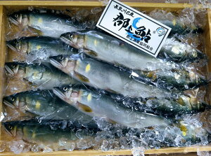 yӂ邳Ɣ[ŁzS㈼ 10{500g / Hi  YHi ̑Y A 15000~