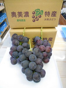 yӂ邳Ɣ[ŁzԂǂ SâԂǂ 1.5kg ߘa7NY s\ ߘa8NYy9{`10{zuhE Ԃǂ sI[l  i킨C/ Hi t[c ʕ  Ԃǂ 