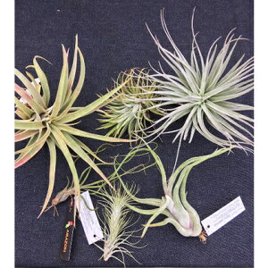エアプランツ 観葉植物の人気商品 通販 価格比較 価格 Com エアプランツ 観葉植物の人気商品 通販 価格比較 価格 Com