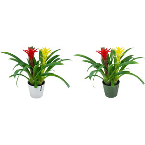 観葉植物 グズマニアの人気商品 通販 価格比較 価格 Com 観葉植物 グズマニアの人気商品 通販 価格比較 価格 Com