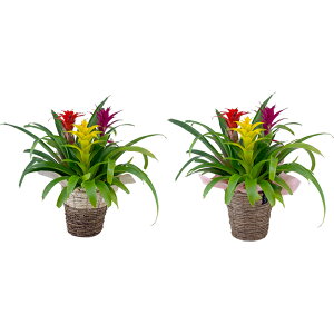 生花 グズマニアの人気商品 通販 価格比較 価格 Com