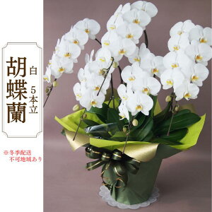 yӂ邳Ɣ[ŁzAH-10 Ӓ@@5{