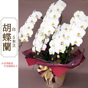 yӂ邳Ɣ[ŁzAH-7 Ӓ@@5{