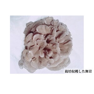 yӂ邳Ɣ[Łžb@y؋ہiق؁jz6{Zbg G pi @͂F2026N615`2026N630