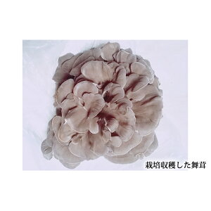 yӂ邳Ɣ[Łžb@y؋ہiق؁jz4{Zbg G pi @͂F2026N615`2026N630