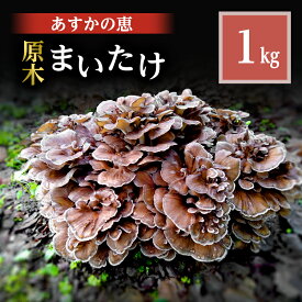 【ふるさと納税】舞茸 岐阜 原木まいたけ1kg 【揖斐川町】 　お届け：2026年10月10日～2026年10月25日まで