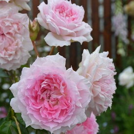 【ふるさと納税】【先行受付】バラ鉢苗 アジュール 1鉢【2026年4月下旬より発送】河本バラ園