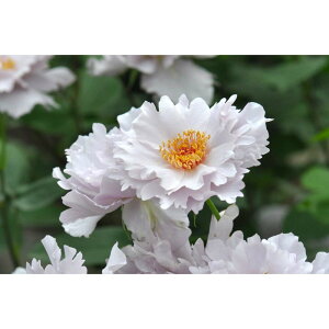 yӂ邳Ɣ[Łzystzoc@N`[[YE`Ay2026N4{蔭z͖{o