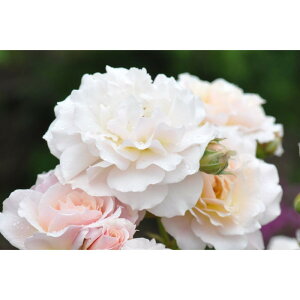 yӂ邳Ɣ[Łzystzoc@VVy2026N4{蔭z͖{o