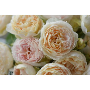 yӂ邳Ɣ[Łzystzoc@Aky2026N4{蔭z͖{o