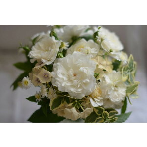 【ふるさと納税】【先行受付】バラ鉢苗 エトワール・ブラン【2026年4月下旬より発送】河本バラ園