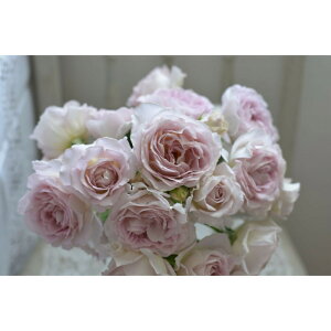 yӂ邳Ɣ[Łzystzoc@^t^y2026N4{蔭z͖{o