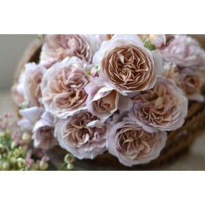 yӂ邳Ɣ[Łzystzoc@pjGy2026N4{蔭z͖{o