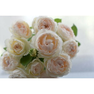 yӂ邳Ɣ[Łzystzoc@~GEhDEtHy2026N4{蔭z͖{o