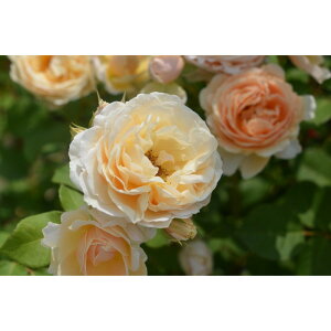 yӂ邳Ɣ[Łzystzoc@AiEtFfBy2026N4{蔭z͖{o