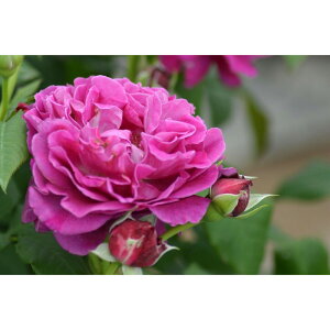 yӂ邳Ɣ[Łzystzoc@ZgEIuEE[}y2026N4{蔭z͖{o