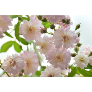 yӂ邳Ɣ[Łzystzoc@u[YEpt@y2026N4{蔭z͖{o