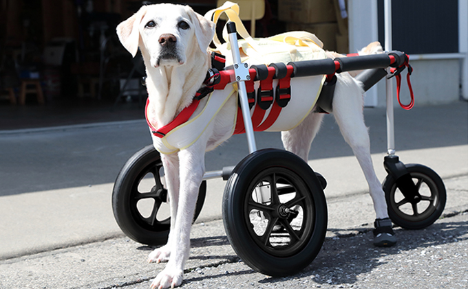 中型犬（パグ♂）の二輪車椅子 | finiscapital.com