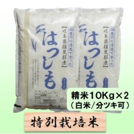 【ふるさと納税】【令和7年産】特別栽培米 20kg【白米、7分ツキ】（ハツシモ）　お届け：2025年11月上旬～2026年8月下旬まで