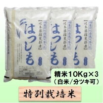 楽天市場】岐阜県 ハツシモ 30kgの通販