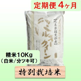 【ふるさと納税】定期便4カ月【令和7年産】特別栽培米10kg（白米/7分/5分ツキ可）【白米】(ミルキークイーン) 米 お米 白米 コメ ご飯 定期 岐阜県 池田町　お届け：2025年10月下旬～2026年8月下旬まで