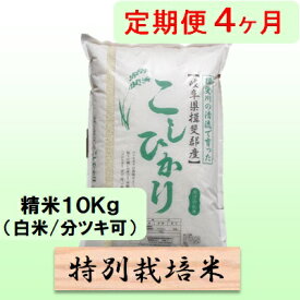 【ふるさと納税】定期便4カ月【令和7年産】特別栽培米10kg（白米/7分/5分ツキ可）【白米】(コシヒカリ) 米 お米 白米 コメ ご飯 定期 岐阜県 池田町　お届け：2025年10月下旬～2026年8月下旬まで