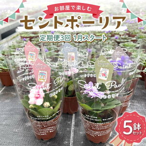【ふるさと納税】お部屋で楽しむセントポーリア5鉢セット(定期便3回 2026年1月スタート) 花 はな 栽培 インテリア 岐阜県 坂祝町 さかほぎ F6M-300