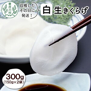 yӂ邳Ɣ[Łz󏭁Im̕ 쑺Y 炰 300g LNQ Y ̂ 炰 炰 炰 ؎    r^~D H@ ̂̑ 10000~