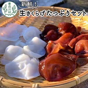 yӂ邳Ɣ[ŁẑꂽĐVNI 炰ՂZbg Y 쑺Y H@ 炰 炰 炰 炰 LNQ ؎ ώ 쑺  18000~
