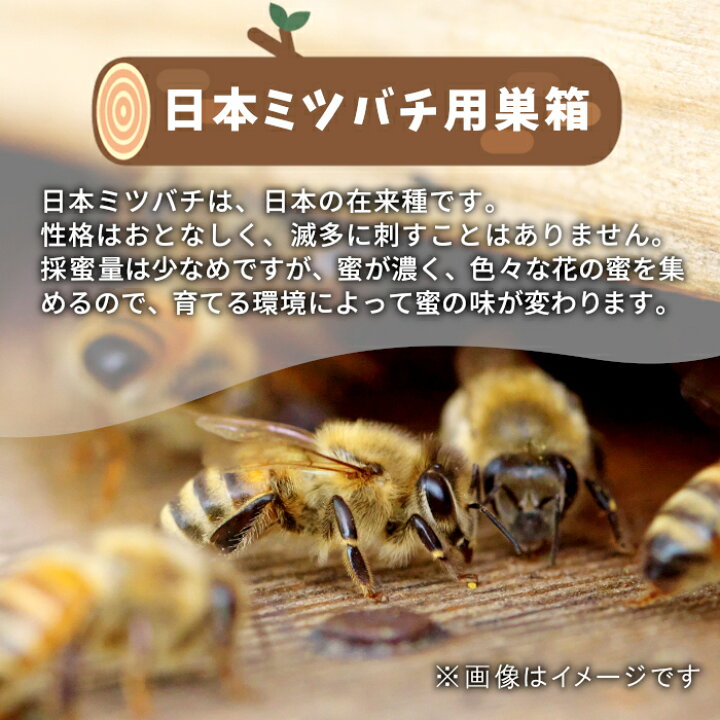 楽天市場】【ふるさと納税】東白川村 日本ミツバチ用飼育箱 日本 