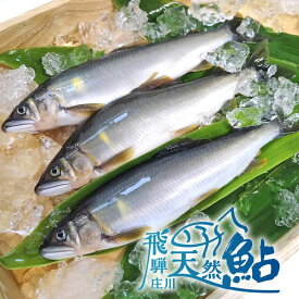 【ふるさと納税】≪選べる≫ 飛騨庄川の天然鮎 白川村産 尾数が選べる 2尾 4尾 6尾 8尾 12尾 18cm以上 鮎 天然 あゆ 魚 川魚 岐阜県 白川郷 世界遺産 塩焼き BBQ 6000円 10000円 15000円 20000円 30000円