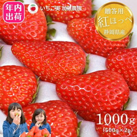 【ふるさと納税】【年内お届け！！贈答用】 静岡県産いちご 紅ほっぺ 500g×2パック（1パック12～15粒） 冷蔵配送【配送不可：北海道・沖縄・離島】 苺 フルーツ◇ | いちご 紅ほっぺ 冷蔵 フルーツ 果物 くだもの 食品 人気 おすすめ 送料無料