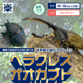 【ふるさと納税】（ペア）ヘラクレスオオカブト大型オス（140-150mm）&メス（サイズフリー）【配送不可：北海道・沖縄・離島（一部除く】 | カブトムシ カブト虫 ヘラクレスオオカブト 昆虫 おすすめ 送料無料 人気