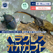 楽天市場】ヘラクレスオオカブト 成虫 ペアの通販