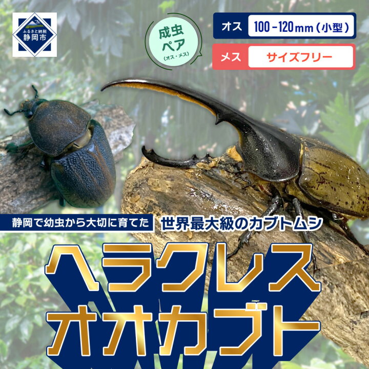 楽天市場】【ふるさと納税】（ペア）ヘラクレスオオカブト小型オス 