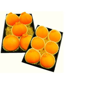 【ふるさと納税】【2026年先行予約】【2026年3月上旬以降順次発送】西ヶ谷蜜柑農園 越冬 不知火 しらぬい 2L〜4L(5玉〜7玉)柑橘 フルーツ 果実◆【離島・沖縄配送不可】 | おすすめ 人気 送