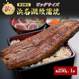 【ふるさと納税】【訳アリ・数量限定】浜名湖鰻蒲焼1本（約250g） ビッグサイズ　うなぎ ウナギ 鰻 蒲焼 蒲焼き 魚貝類 訳あり 土用の丑の日 静岡県 浜松市