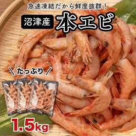 【ふるさと納税】 エビ 海老 1.5kg 500g×3 駿河湾 Mサイズ 本えび 希少 国産 小分け 冷凍 天然 刺身 寿司ネタ 海鮮 鮮度抜群 プリプリ食感 高級 贈答用 おせち料理 パエリア 焼きエビ フライ 豪華 贅沢 絶品 新鮮 産地直送 沼津市 静岡県