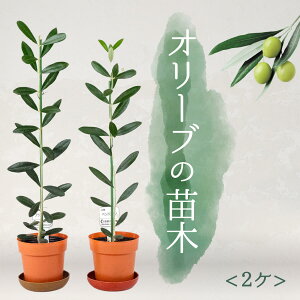 オリーブ 苗の人気商品 通販 価格比較 価格 Com