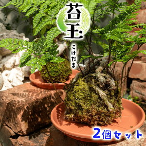 yӂ邳Ɣ[Łz ϗtA 񂹐A ۋ 2 Zbg O[ Mtg CeA  ϗt A   ~ a _ u  rO ItBX 蕨 v[g i Ă₷
