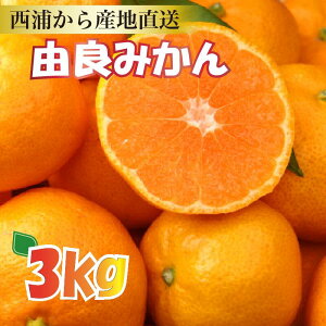 yӂ邳Ɣ[Łz Yn Rǂ݂ 3kg \t  Y k t[c ݂ p Mtg 蕨 Ε  ~ Â ʕ Yi nY Yn { G  Îs É