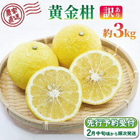 【ふるさと納税】 訳あり みかん 黄金柑 3kg 西浦 蜜柑 柑橘 オレンジ 減農薬 木負観光みかん園