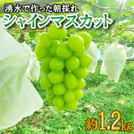 【ふるさと納税】【予約受付】 9月から順次発送 シャインマスカット 約1.2kg 2房 朝採り 産地直送