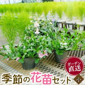 【ふるさと納税】 季節の花苗セット ガーデニング 寄せ植え お花 贈り物 フラワーギフト 庭園 プランター 園芸 花壇 鉢植え 草花 観葉植物 ベランダ 家庭菜園 花の苗 園芸用品 緑化 ガーデニング用品 花好き 植物 花の種 土 肥料 沼津市 静岡県
