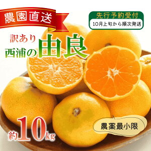yӂ邳Ɣ[Łz 󂠂 R ݂ 10kg Y  k IW ʌ ʕ t[c Y Â VN r^~C p ƒp 蕨 Mtg { Yn ʏ` N e  fU[