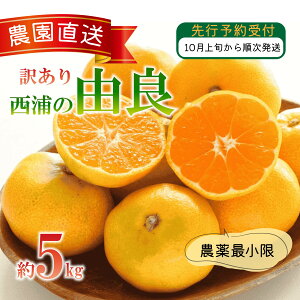 yӂ邳Ɣ[Łz 󂠂 R ݂ 5kg Y  k IW ʌ ʕ t[c Y p Mtg ~ { Â _ r^~C VN Yn ƒp 蕨  Îs É