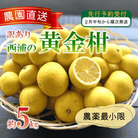 【ふるさと納税】 訳あり みかん 黄金柑 5kg 西浦 蜜柑 柑橘 オレンジ 減農薬 木負観光みかん園 ミカン 果物 フルーツ 旬 甘い 贈答用 ギフト 贈り物 家庭用 柑橘類 季節 冬 特産品 国産 新鮮 産地直送 自然 健康 ビタミン 沼津市 静岡県